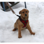 Щенулька Лисёна ищет свою любимую семью