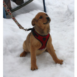 Щенулька Лисёна ищет свою любимую семью