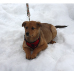 Щенулька Лисёна ищет свою любимую семью