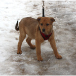 Щенулька Лисёна ищет свою любимую семью