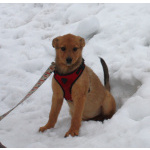 Щенулька Лисёна ищет свою любимую семью