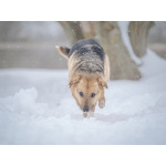 Собака улыбака Джонни ждет своего родного человека, свою семью!