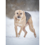 Собака улыбака Джонни ждет своего родного человека, свою семью!