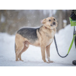 Собака улыбака Джонни ждет своего родного человека, свою семью!