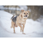 Собака улыбака Джонни ждет своего родного человека, свою семью!