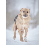 Собака улыбака Джонни ждет своего родного человека, свою семью!