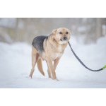 Собака улыбака Джонни ждет своего родного человека, свою семью!