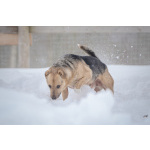 Собака улыбака Джонни ждет своего родного человека, свою семью!