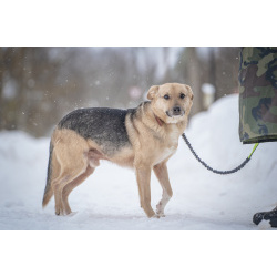 Собака улыбака Джонни ждет своего родного человека, свою семью!