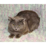 Ясон, кот-подкидыш, который всё ещё ждёт своего человека