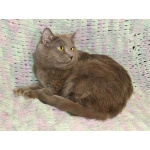 Ясон, кот-подкидыш, который всё ещё ждёт своего человека