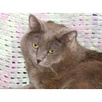 Ясон, кот-подкидыш, который всё ещё ждёт своего человека