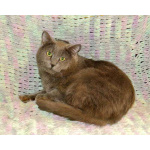 Ясон, кот-подкидыш, который всё ещё ждёт своего человека