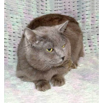 Ясон, кот-подкидыш, который всё ещё ждёт своего человека