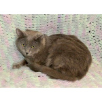 Ясон, кот-подкидыш, который всё ещё ждёт своего человека