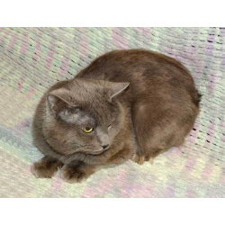 Ясон, кот-подкидыш, который всё ещё ждёт своего человека