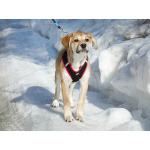 Ласковая и нежная девочка-щенок Лилу ищет дом