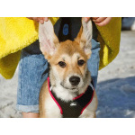 Ласковая и нежная девочка-щенок Лилу ищет дом