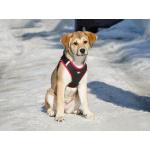 Ласковая и нежная девочка-щенок Лилу ищет дом