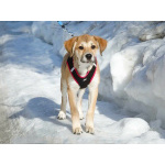 Ласковая и нежная девочка-щенок Лилу ищет дом