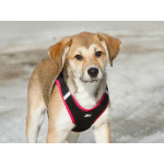 Ласковая и нежная девочка-щенок Лилу ищет дом