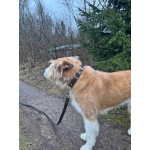 Беляш и Рыжуля, два невероятных пса, очень ждут свой дом и человека.