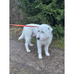 Беляш и Рыжуля, два невероятных пса, очень ждут свой дом и человека.