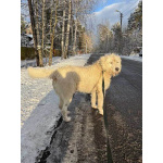 Беляш и Рыжуля, два невероятных пса, очень ждут свой дом и человека.