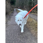 Беляш и Рыжуля, два невероятных пса, очень ждут свой дом и человека.