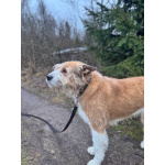 Беляш и Рыжуля, два невероятных пса, очень ждут свой дом и человека.