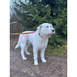 Беляш и Рыжуля, два невероятных пса, очень ждут свой дом и человека.