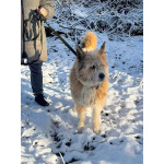 Беляш и Рыжуля, два невероятных пса, очень ждут свой дом и человека.