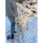 Беляш и Рыжуля, два невероятных пса, очень ждут свой дом и человека.