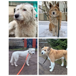 Беляш и Рыжуля, два невероятных пса, очень ждут свой дом и человека.