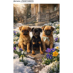 Щенки пти брабансона, РКФ. Март 2026