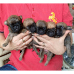 Щенки пти-брабансона