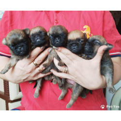 Щенки пти-брабансона