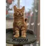 Котята Мейн Кун