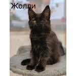 Котята Мейн Кун