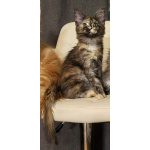 Котята Мейн Кун