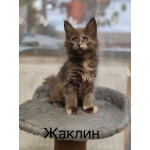 Котята Мейн Кун