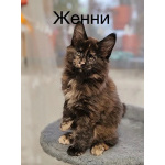 Котята Мейн Кун