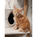 Котята Мейн Кун