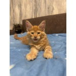 Котята Мейн Кун