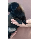 очень красивая девочка