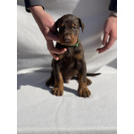 Доберман – Красивые щенки