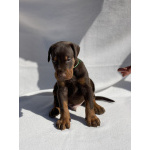 Доберман – Красивые щенки