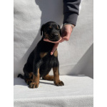 Доберман – Красивые щенки