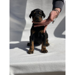 Доберман – Красивые щенки