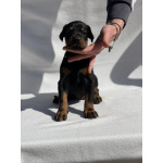 Доберман – Красивые щенки